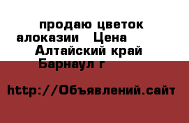 продаю цветок алоказии › Цена ­ 150 - Алтайский край, Барнаул г.  »    